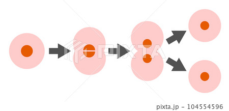 細胞が分裂して増えていくイラスト 細胞が分裂して増えていくイラスト 104554596