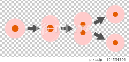 細胞が分裂して増えていくイラスト 細胞が分裂して増えていくイラスト 104554596