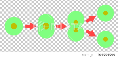 細胞が分裂して増えていくイラスト 細胞が分裂して増えていくイラスト 104554599