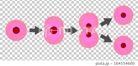 細胞分裂和繁殖的插圖 104554600