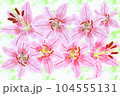 可憐に咲き誇るユリの花たち 104555131