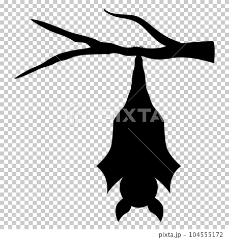 木の枝にぶら下がるコウモリ 木の枝にぶら下がるコウモリ 104555172
