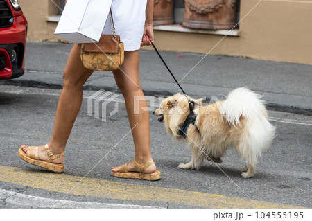 Person walking cheerful and happy pet dog in the street with leash during summer 104555195