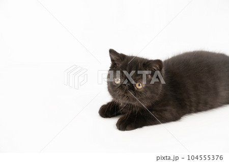 伏せる黒猫のクロンちゃん 伏せる黒猫のクロンちゃん 104555376
