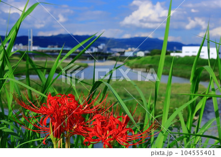 猪名川(兵庫県伊丹市)に咲く彼岸花 猪名川(兵庫県伊丹市)に咲く彼岸花 104555401