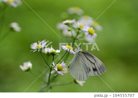 吸蜜中のスジグロシロチョウ（埼玉県/6月） 104555707