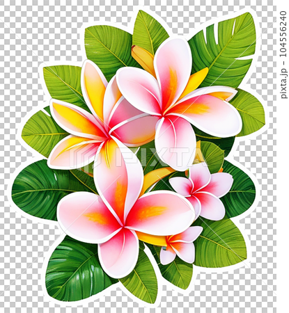 Pale pink frangipani flowers clipart Pale pink frangipani flowers clipart 104556240