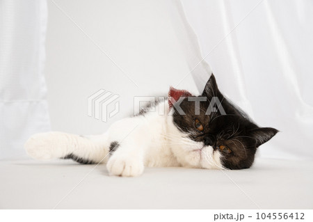 レースのカーテンと猫のキュウちゃん 104556412