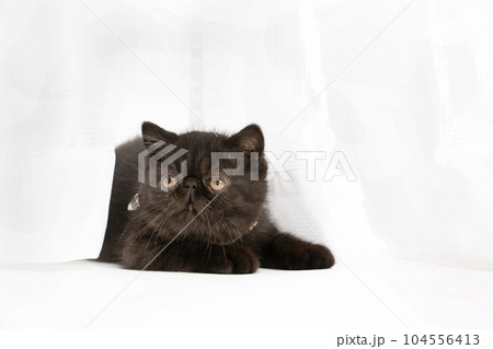 カーテンから顔を出す仔猫のクロンちゃん 104556413