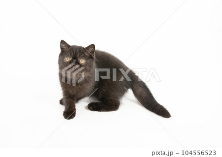 振り向いた黒い仔猫のクロンちゃん 104556523