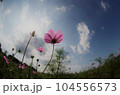 魚眼レンズで撮ったピンクのコスモス 104556573