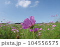 コスモス畑（横写真） 104556575