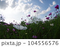コスモス（横向き写真） 104556576
