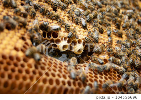 Close up of bees in beehive on honeycomb. Macro photo of working bees on honeycombs. Beekeeping and honey production. 104556696
