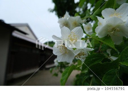 古い建物とフスマウツギ 104556791