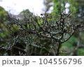 地衣類が生えた枯れ枝 104556796