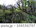 地衣類が生えている枯れた枝 104556797