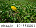初夏に一輪だけ咲くたんぽぽ 104556801