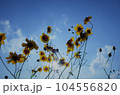 ハルシャギクと夏の日差 104556820