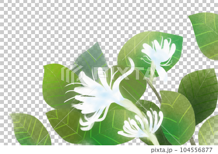 忍冬（スイカズラ）の花のカード1 104556877