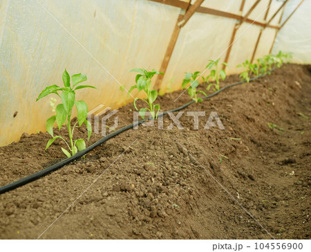 Pepper greenhouse seedling foil young planting bio green capsicum annuum jalapeno farm ripe grow fresh plant plantation chile detail close-up field land with bell sweet vegetable cultivars 104556900