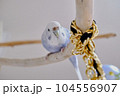 止まり木に掴まるグレーのセキセイインコ 104556907