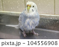 びしょ濡れになったグレーのセキセイインコ 104556908