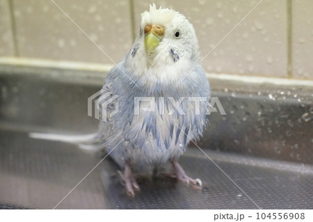 びしょ濡れになったグレーのセキセイインコ 104556908
