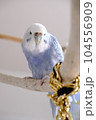 グレーのセキセイインコ 104556909
