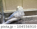水浴びをするグレーのセキセイインコ 104556910