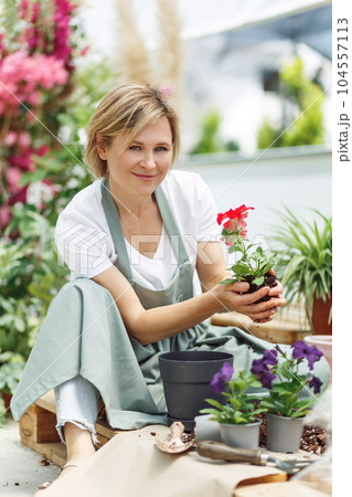 Unrecognizable woman hands holding seedling red flower begonya . Newly planted florets in the garden. Gardener in apron planting flowers 104557113