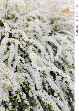 Flowering branches of Spiraea vanhouttei in the spring garden in May, selective focus, copy space. Brides wreath. 104558240