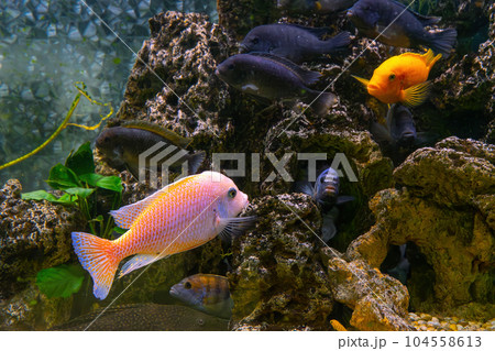 Pseudotropheus zebra, red african cichlid mbuna swimming in aquarium Pseudotropheus zebra, red african cichlid mbuna swimming in aquarium 104558613