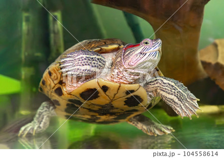 Domestic red eared turtle, Trachemys scripta, pond slider swims in aquarium water Domestic red eared turtle, Trachemys scripta, pond slider swims in aquarium water 104558614