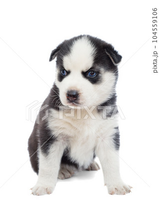 Siberian Husky puppy isolated on white background.  104559106