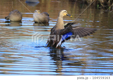 水辺で羽を広げる1羽のカルガモ 104559163