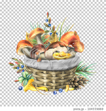 Forest edible mushrooms boletus and chanterelles with pine branches, shisha and blueberries in a wicker basket. Watercolor illustration, hand drawn. Isolated composition on a white background. Forest edible mushrooms boletus and chanterelles with pine branches, shisha and blueberries in a wicker basket. Watercolor illustration, hand drawn. Isolated composition on a white background. 104559869