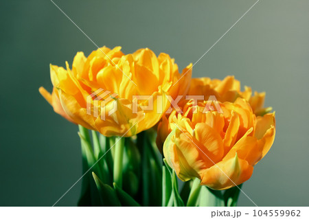Large buds of blossoming yellow tulips Large buds of blossoming yellow tulips 104559962