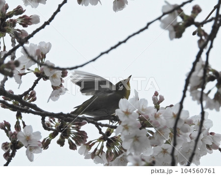 鳥と桜 104560761