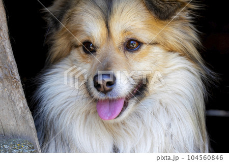 Closeup portrait of cute mutt dog. The muzzle of a mongrel with red hair Closeup portrait of cute mutt dog. The muzzle of a mongrel with red hair 104560846