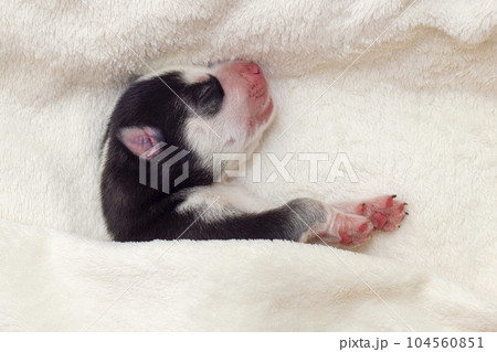 Close-up of a sleeping Siberian Husky puppy. Sleeping puppy on a white bedspread 104560851