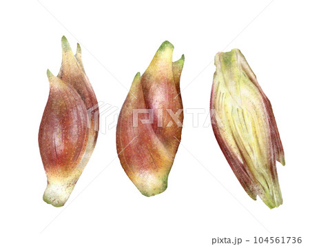 リアルなみょうが(茗荷)のイラスト リアルなみょうが(茗荷)のイラスト 104561736