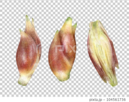 Illustration of realistic Japanese ginger Illustration of realistic Japanese ginger 104561736