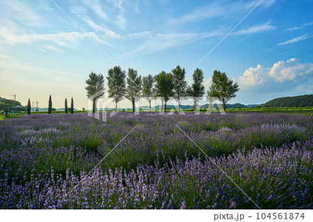 満開のラベンダー畑とポプラ並木 佐倉ラベンダーランド 満開のラベンダー畑とポプラ並木 佐倉ラベンダーランド 104561874