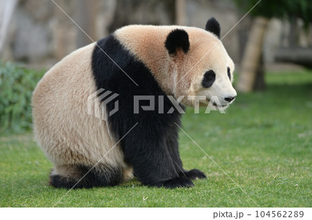 おやつに満足した様子の陽浜 104562289