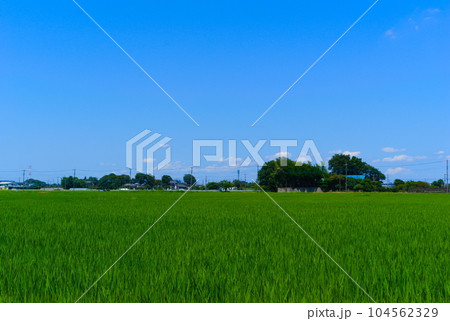 埼玉県吉川市の田園風景2023年7月 104562329
