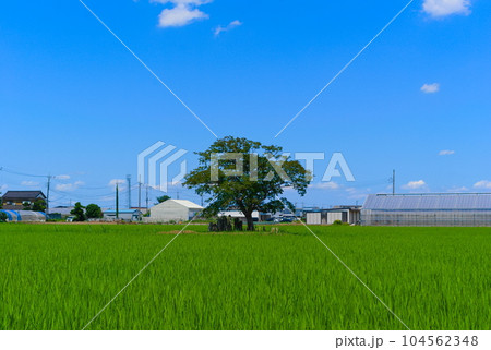 埼玉県吉川市二ツ沼の風景2023年7月 104562348