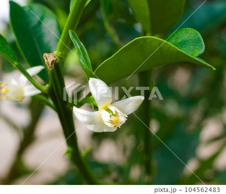 金柑の花 金柑の花 104562483