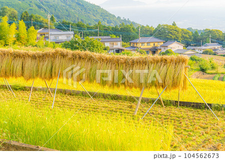 【稲素材】中野の棚田・はさがけされた稲【山梨県】 104562673