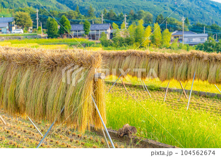 【稲素材】中野の棚田・はさがけされた稲【山梨県】 104562674